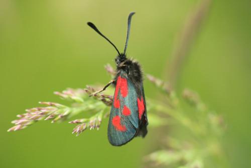 Réf. 326 641 : Zygaena loti