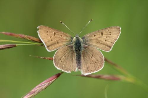 Réf. 326 665 : Lycaena tityrus subalpina
