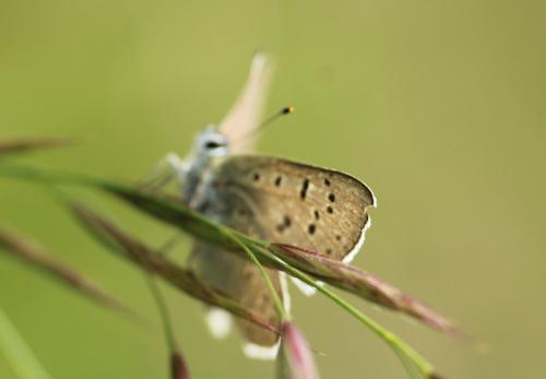 Réf. 326 671 : Lycaena tityrus subalpina