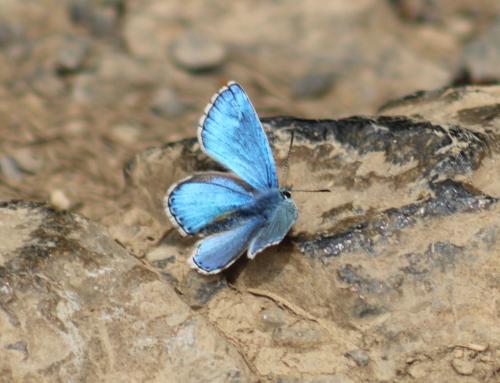 Réf. 326 806 : Polyommatus bellargus