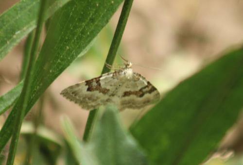 Réf. 326 826 : Xanthorhoe montanata