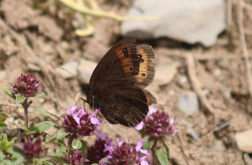 Réf. 326 952 : Erebia triarius