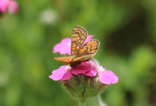Réf. 326 954 : Euphydryas aurinia