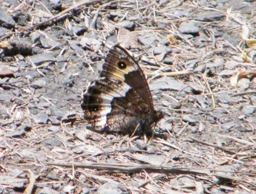 Réf. 326 956 : Hipparchia sp.