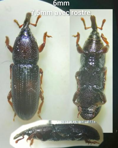 Cossoninae