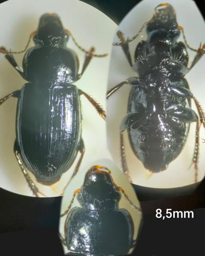 Réf. 326 111 : Harpalus neglectus