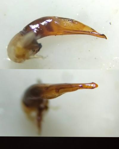 Réf. 326 112 : Harpalus neglectus