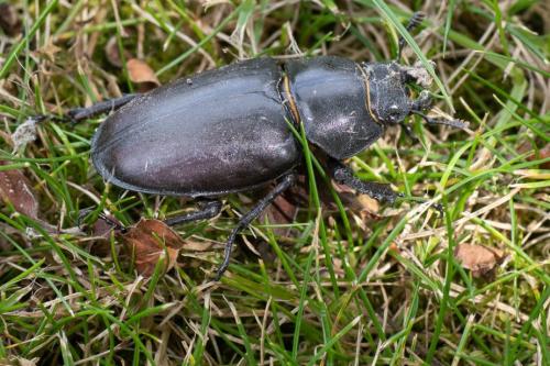 Lucanus cervus