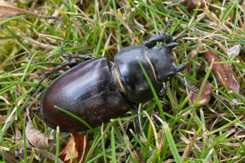 Réf. 326 184 : Lucanus cervus