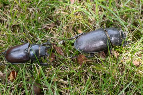 Lucanus cervus