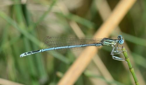 Réf. 326 650 : Platycnemis pennipes