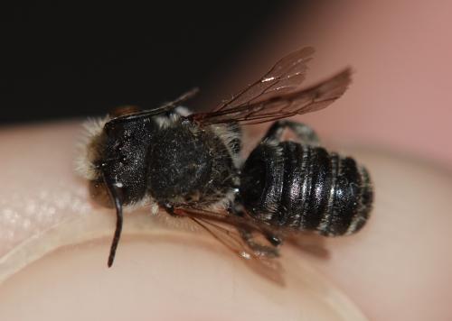 Réf. 326 073 : Megachile rotundata