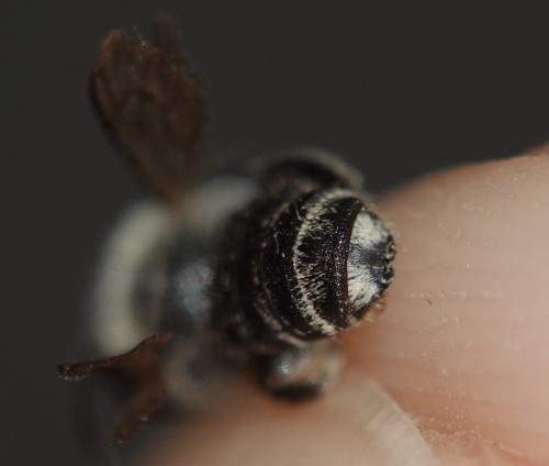 Réf. 326 074 : Megachile rotundata