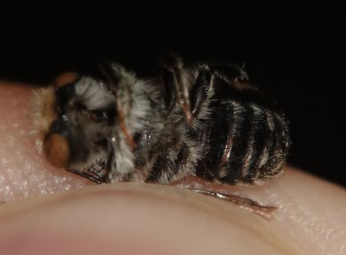 Réf. 326 075 : Megachile rotundata