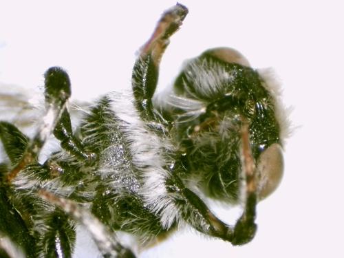 Réf. 326 426 : Megachile rotundata