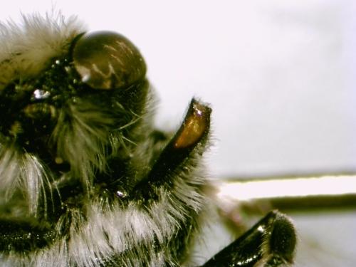 Réf. 326 600 : Megachile rotundata