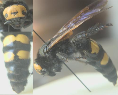 Réf. 326 574 : Megascolia maculata