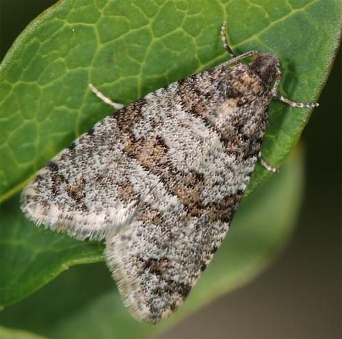 Isotrias sp.