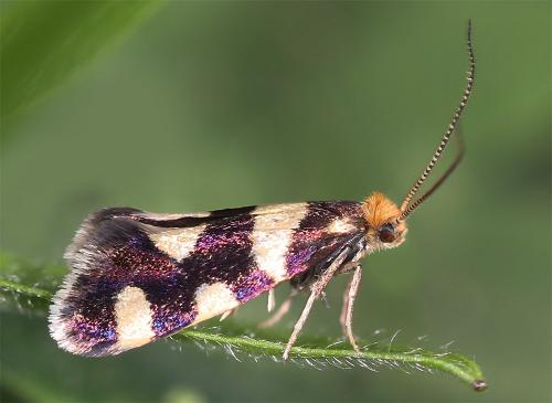 Lampronia rupella