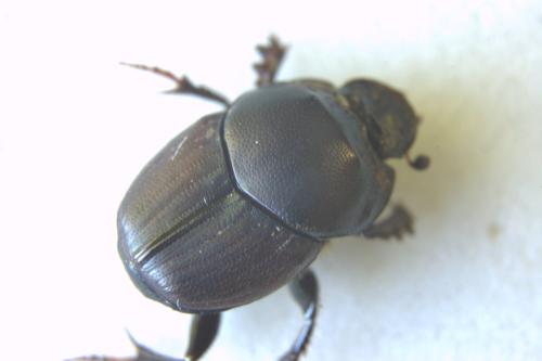 Onthophagus illyricus