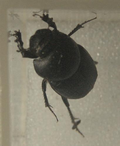 Onthophagus emarginatus