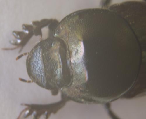 Onthophagus illyricus