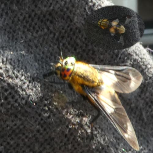 Réf. 326 625 : Chrysops caecutiens