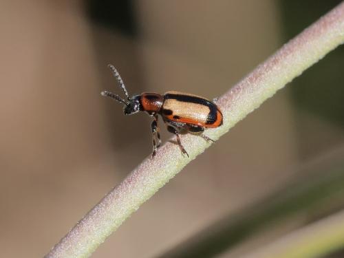 Réf. 326 017 : Crioceris paracenthesis