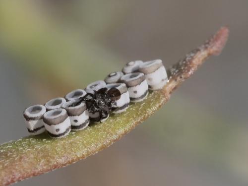 Eurydema sp.