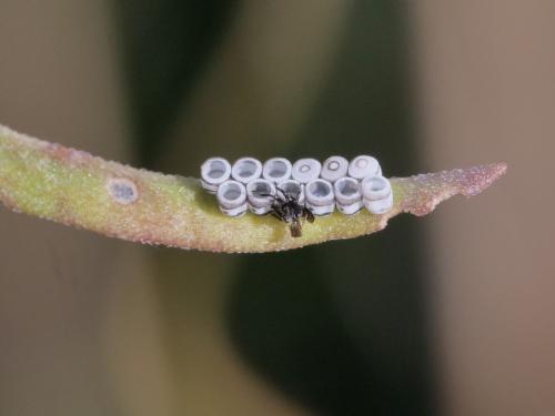 Eurydema sp.