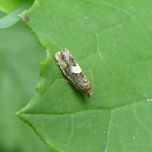 Epiblema sp.