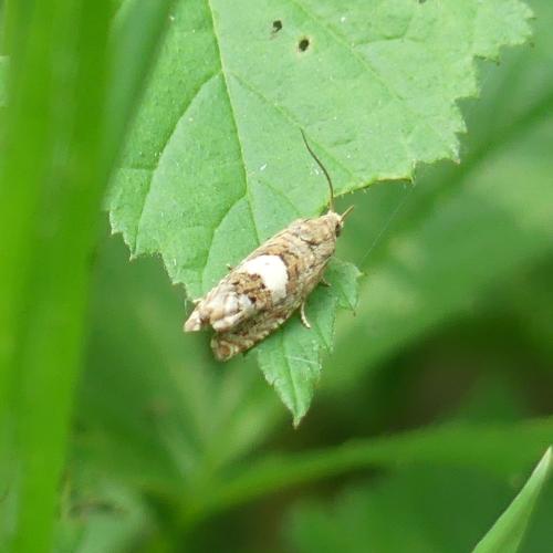 Epiblema sp.