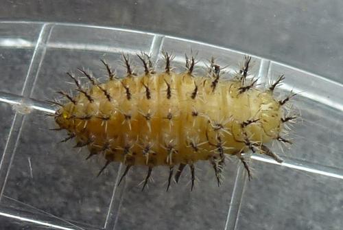 Réf. 326 263 : Henosepilachna argus
