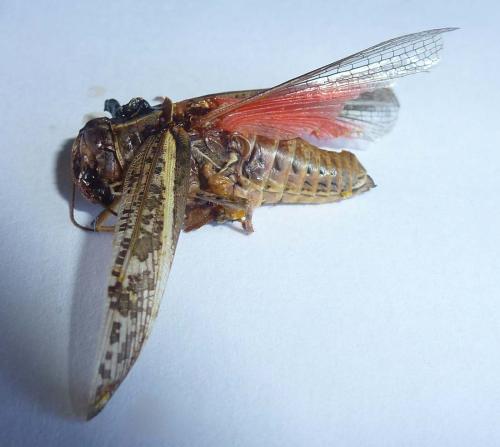 Calliptamus sp.