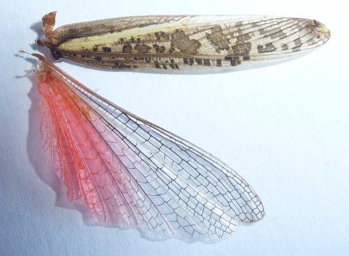 Calliptamus sp.