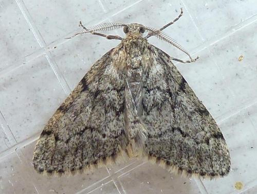 Tephronia sepiaria