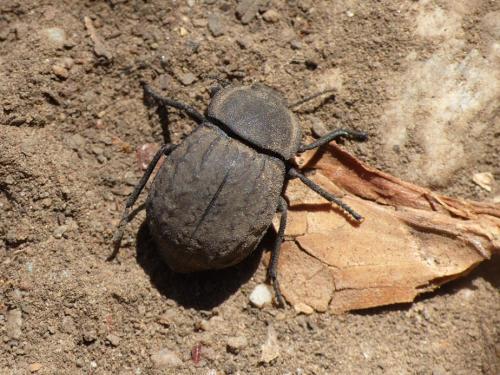 Réf. 326 893 : Asida sabulosa