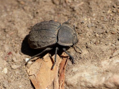 Réf. 326 894 : Asida sabulosa