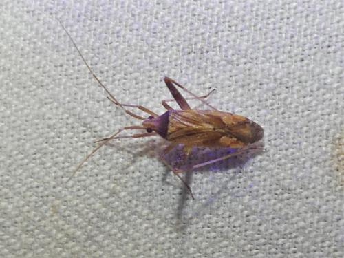 Réf. 326 161 : Phytocoris sp.