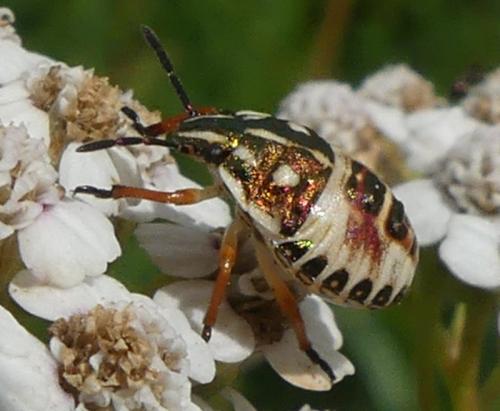 Réf. 326 162 : Carpocoris sp.