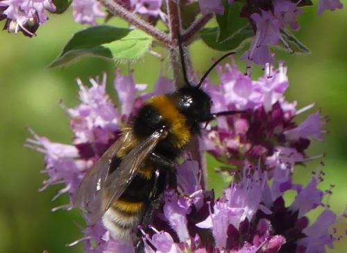 Bombus vestalis