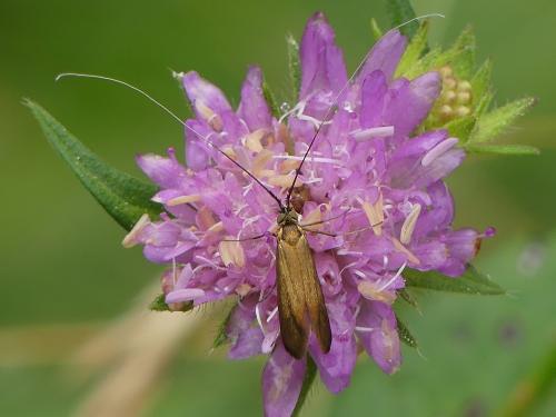 Nemophora metallica