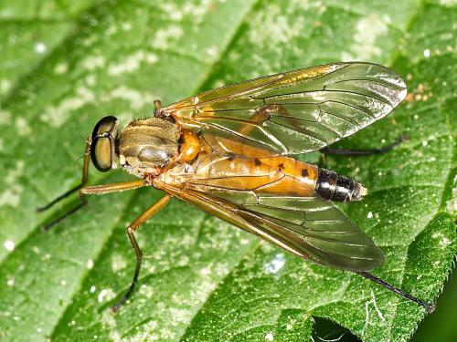 Réf. 326 014 : Rhagio tringarius