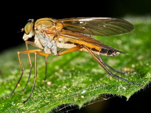Réf. 326 015 : Rhagio tringarius