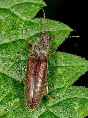 Réf. 326 542 : Athous haemorrhoidalis