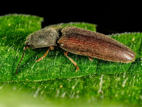 Réf. 326 543 : Athous haemorrhoidalis