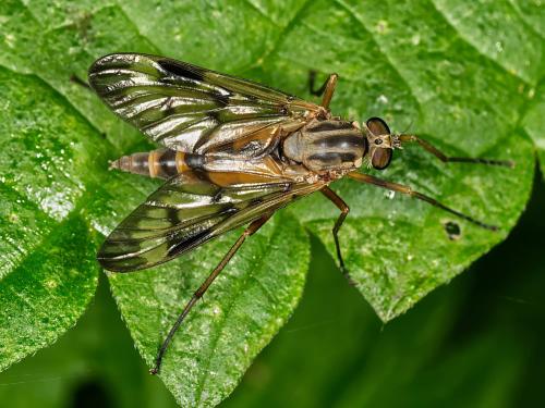 Réf. 326 010 : Rhagio scolopaceus