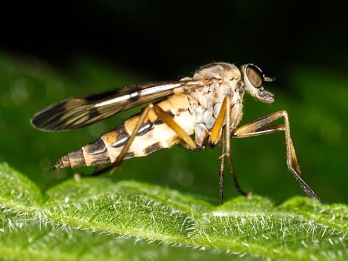 Réf. 326 011 : Rhagio scolopaceus