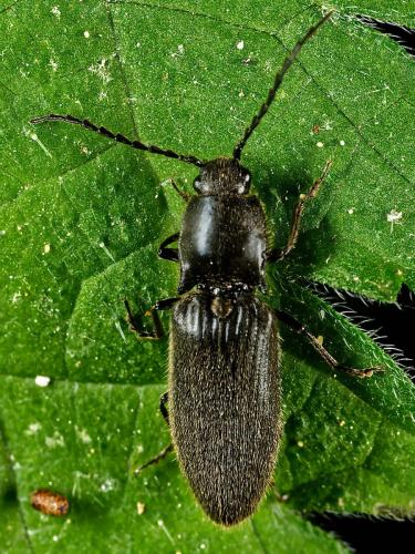 Réf. 326 596 : Hemicrepidius sp.