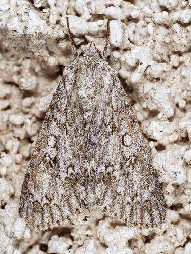 Réf. 326 245 : Acronicta aceris